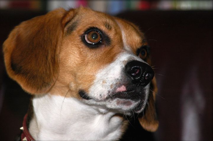 http://beagle-foto.narod.ru/photo/beagle-photo.jpg