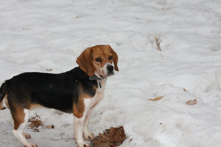 http://beagle-foto.narod.ru/photo/porody-sobak-photo-beagle.jpg